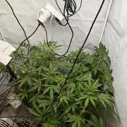 Durban poison auto