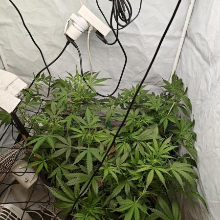 Durban poison auto