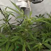 Durban poison auto