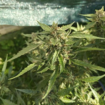 Durban poison auto