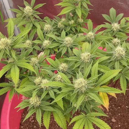 Ghost weed production
