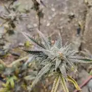 mindful_medicine_1