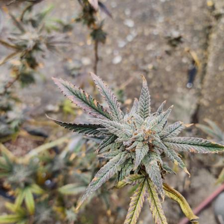 mindful_medicine_1