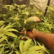 mad farmer