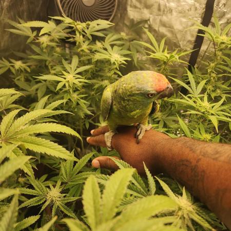 mad farmer