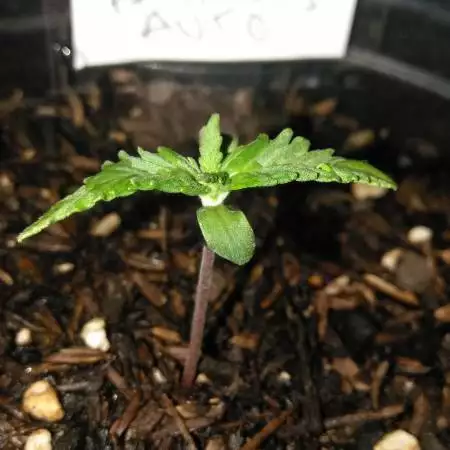 1st Grow Smoothie Auto FastBuds Sponsor