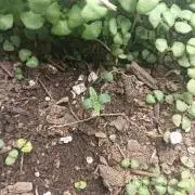 auto banana wappa f1 test run