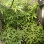 tent 1 auto 16/06/2026