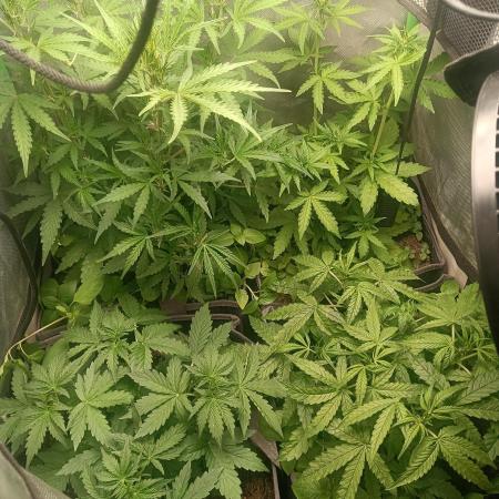 tent 1 auto 16/06/2026