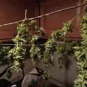 tent 1 photo