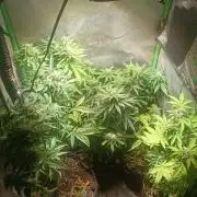 tent 1 seedrun 03/20/2026