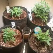 tent 2 auto 22/05