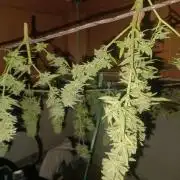tent 2 photo