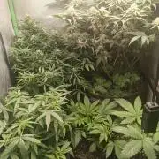 tent 2 photo