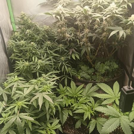 tent 2 photo