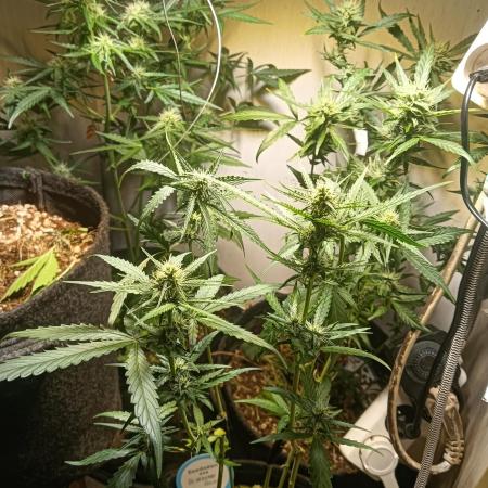 tent 2 auto 22/05