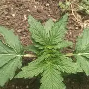 auto banana wappa f1 test run