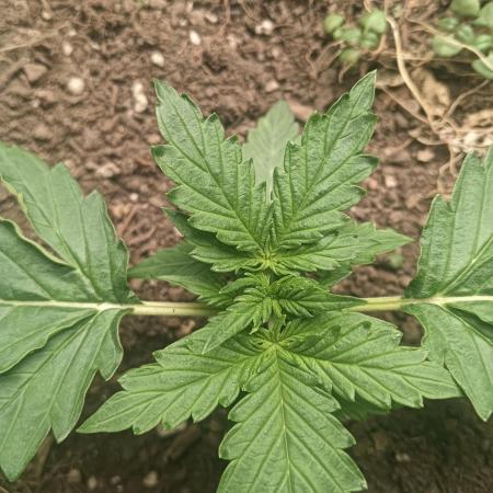 auto banana wappa f1 test run