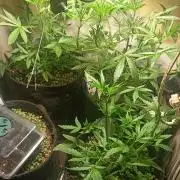 tent 2 auto 22/05