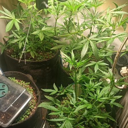 tent 2 auto 22/05