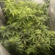 tent 1 auto 16/06/2026