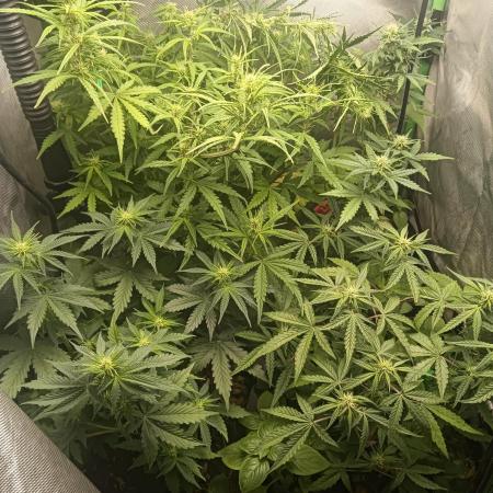 tent 1 auto 16/06/2026