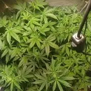 tent 1 auto 03/20/2026