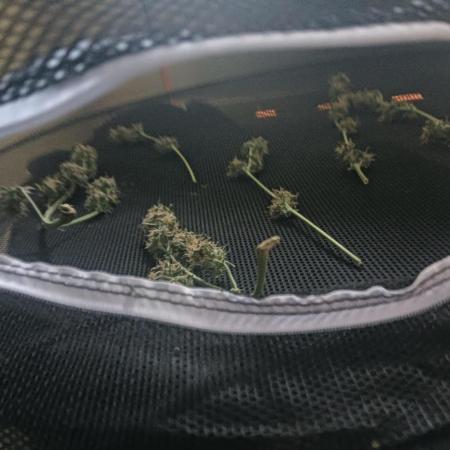 tent 2 auto 22/05