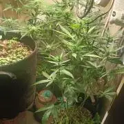 tent 2 auto 22/05