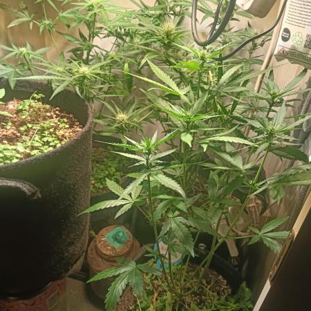 tent 2 auto 22/05