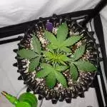 Kush cake express