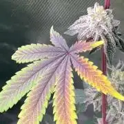 Black Cherry/Tahitian Vanilla