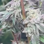 Black Cherry/Tahitian Vanilla