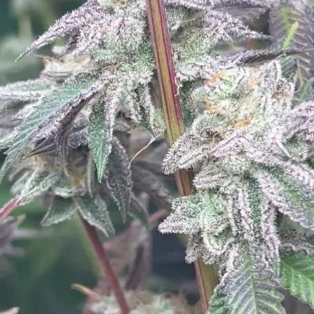 Black Cherry/Tahitian Vanilla