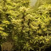 My first grow (most is done)