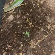 Wedding cake auto first