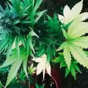 Exotic seeds Natural organic outdoor
