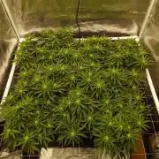Durban Poison 4 way lst Scrog