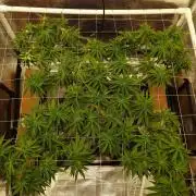 Durban Poison 4 way lst Scrog