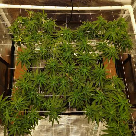 Durban Poison 4 way lst Scrog