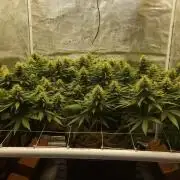 Durban Poison 4 way lst Scrog