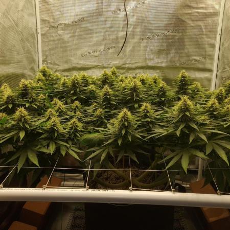 Durban Poison 4 way lst Scrog