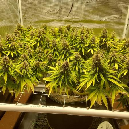 Durban Poison 4 way lst Scrog