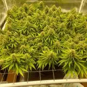 Durban Poison 4 way lst Scrog