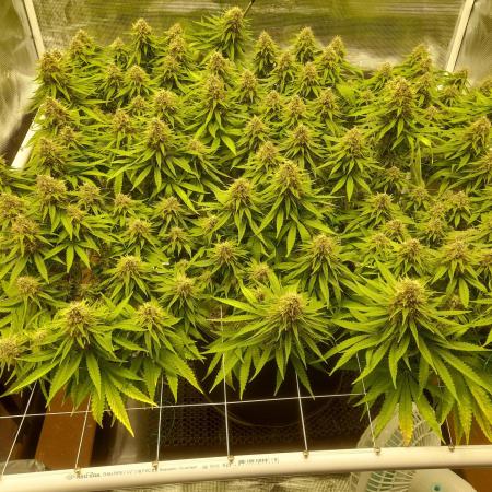 Durban Poison 4 way lst Scrog