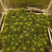 Durban Poison 4 way lst Scrog
