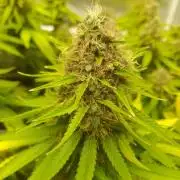Durban Poison 4 way lst Scrog