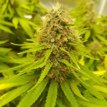 Durban Poison 4 way lst Scrog