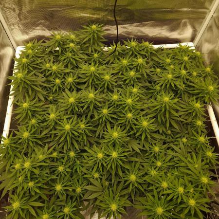 Durban Poison 4 way lst Scrog