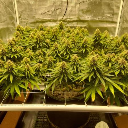 Durban Poison 4 way lst Scrog